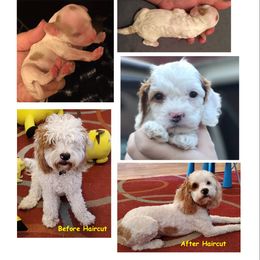 Kona - Cockapoo