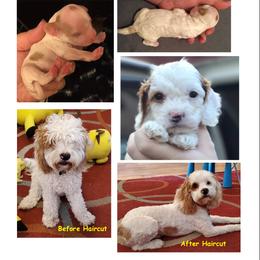 Kona - Cockapoo