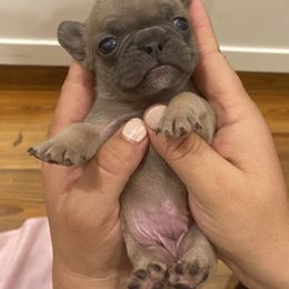 Girl 3 - French Bulldog puppy in Church Point, Louisiana from Dayna’s Goldens (Acadia’s Golden Retrievers)