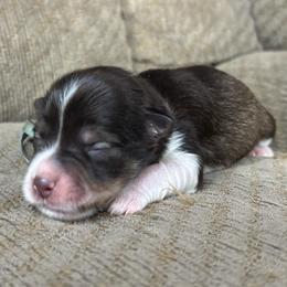 Toffee - Parti male Miniature Schnauzer puppy in Plaucheville, Louisiana from Honey Doux Southern Paws