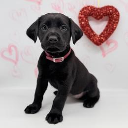 Female - Black female Labrador Retriever puppy in Sherrard, Illinois from Gochee Labs
