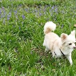 Chihuahuas from Pretty pups