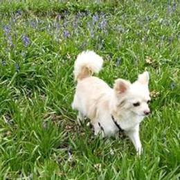Chihuahuas from Pretty pups