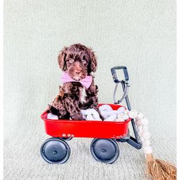 Slate - Brown male Bernedoodle puppy in Lake City, Florida from 224 Doodles and Poodles