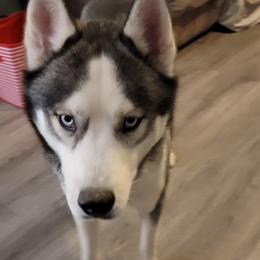 Ash - Siberian Husky