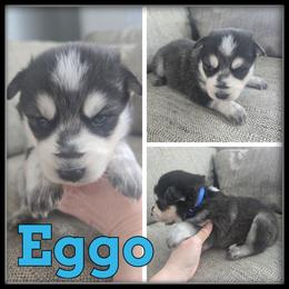 Eggo - Black and white male Siberian Husky puppy in Wheeler, Michigan from Haase Family Kennels
