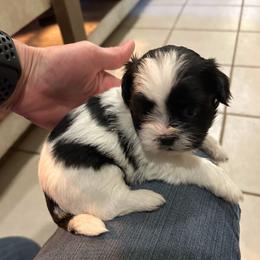 Spotted female black and white - Black and white female Shih Tzu puppy in Missouri from Anna's Babies in the Midwest