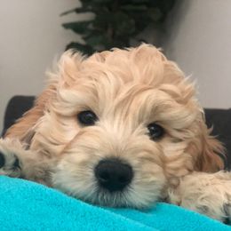 Goldendoodle and Golden Retriever Puppies from Utah Goldens