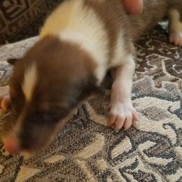 Collie Puppies from Katrina's Collies