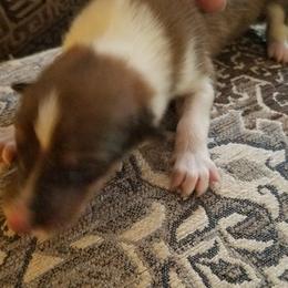 Collie Puppies from Katrina's Collies