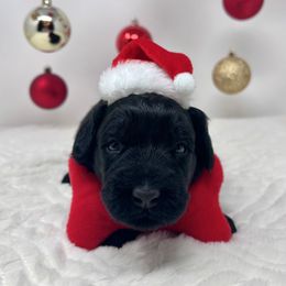 Sparkler (Teal) - Black male Australian Labradoodle puppy in Citrus Heights, California from Elite Blend Labradoodles