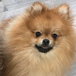 Inosuke - Pomeranian