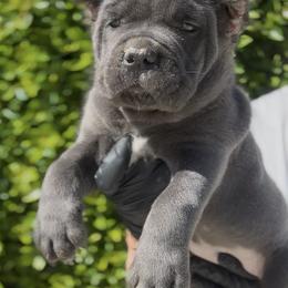 Grey female - Gray female Cane Corso puppy in California from Donato Kennels