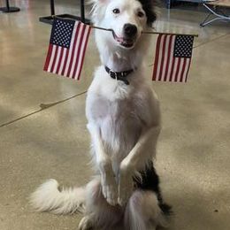 Border Collies from NxtLvl Border Collies