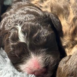 Baby Cakes - Parti female Goldendoodle puppy in Mc Kinney, Texas from Flair Doodles