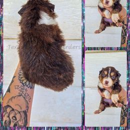 Unicorn - Red tri-color female Miniature American Shepherd puppy in Lubbock, Texas from Texas Bluebonnet Herders
