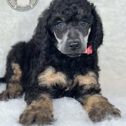 💚🩷Alnilam💚🩷 - Poodle puppy from The Olympus Standard Poodle