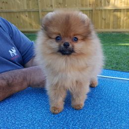 Pomeranian Puppies from Legenz Pomeranians