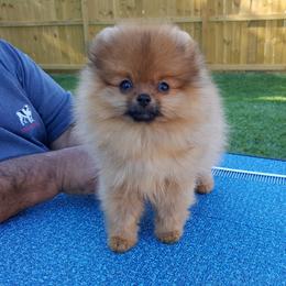 Pomeranian Puppies from Legenz Pomeranians