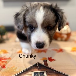 Chunky - Blue merle and white male Cardigan Welsh Corgi puppy in Canonsburg, Pennsylvania from Lady Luna's Cardigan Welsh Corgis