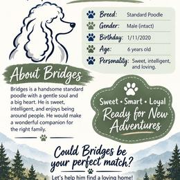 Bridges Layne - Parti male Poodle puppy in Lafayette, Alabama from Williams Lake Kennels