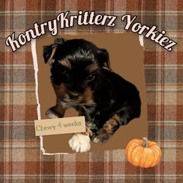 Chewy - Black and tan male Yorkshire Terrier puppy in Gatesville, Texas from KontryKritterz Yorkies