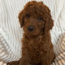 Goldendoodle Puppies from Penny Doodles VA