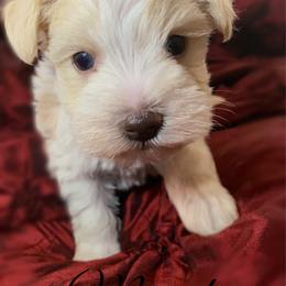 Moriah - Wheaten female Miniature Schnauzer puppy in Kentucky from Mrs Bs Teeny Schnauzers & Doodles