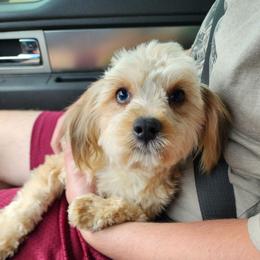 Abby - Sable female Aussiedoodle puppy in Logansport, Indiana from Sandy Hill Farm Aussies, LLC
