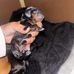 Dachshunds from Wiener world
