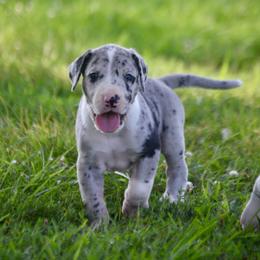 Merle manlte 2 goose - Mantle merle male Great Dane puppy in Golconda, Illinois from Breken Great Danes