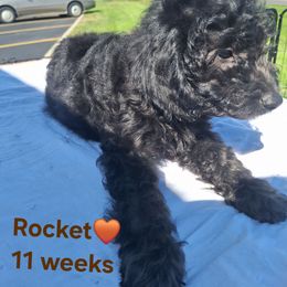 Rocket (Brown collar) - Black male Goldendoodle puppy in Stevensville, Montana from 3 Willows Doodles