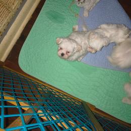Jack - White male Maltese puppy in Walker County, Georgia from Heltons Little Gems