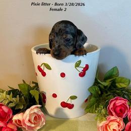 Female 2 - Dapple female Dachshund puppy in Huggins, Missouri from RJ's Miniature Dachshunds