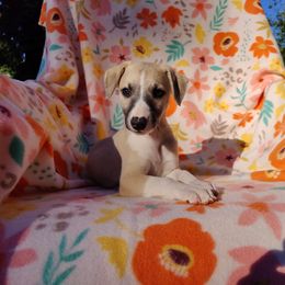 John - White and fawn male Whippet puppy in Sweet Home, Oregon from Imperialis Kennels