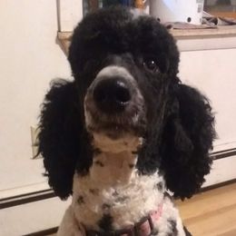 Poodles from Sillydogs Poodles