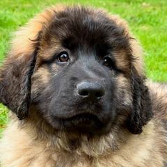 Leonberger Puppies from Tir na nOg Leonbergers