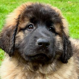 Leonberger Puppies from Tir na nOg Leonbergers