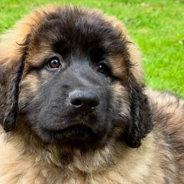 Leonberger Puppies from Tir na nOg Leonbergers