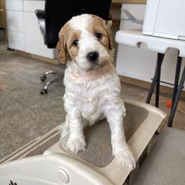 Millie - Parti female Goldendoodle puppy in Sugarcreek, Ohio from True Hearted Doodles