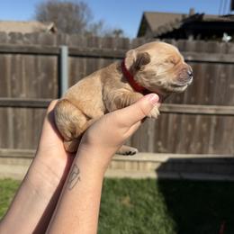 Boy 3 - Golden male Golden Retriever puppy in Hanford, California from Smith Family Goldens