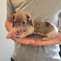 Dachshund Puppies from 4J Dachshunds