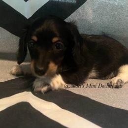 April - blk and tan piebald - Black and tan female Dachshund puppy in East Dover, Vermont from Audet’s Mini Dachshunds