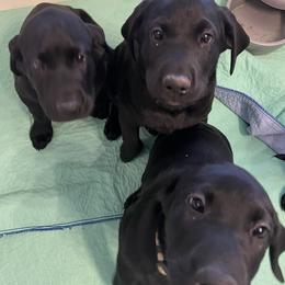 Labrador Retriever All Grown Up from Iron Sights Retrievers