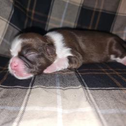 INDI - Liver and white male Shih Tzu puppy in Los Banos And Bay Area, California from Shantii's Shih Tzu's