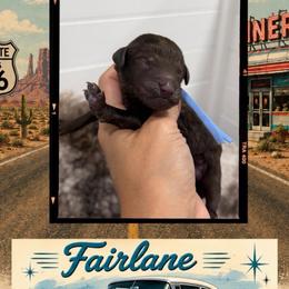 Fairlane - Chocolate male Goldendoodle puppy in Garland, Texas from Twilight Doodles