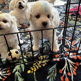 Blue - White male Bichon Frise puppy in Wilmington, North Carolina from Cape Fear Bichons