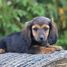 Reba - Red female Dachshund puppy in Crystal, Michigan from Mare-bella Dachshunds