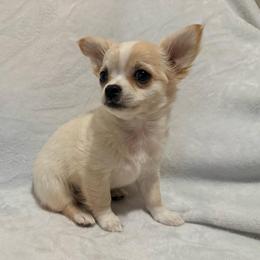 Dave - Fawn male Chihuahua puppy in Seneca, Missouri from Stephanie’s Puppy Colony