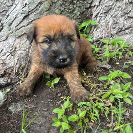 Marcy - Wheaten female Soft Coated Wheaten Terrier puppy in Nokomis, Illinois from Windhill Wheatens